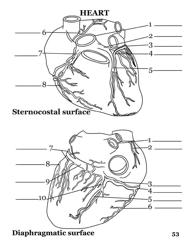 Human Anatomy Coloring Book for Adults & Students | 100 HD Medical Illustrations