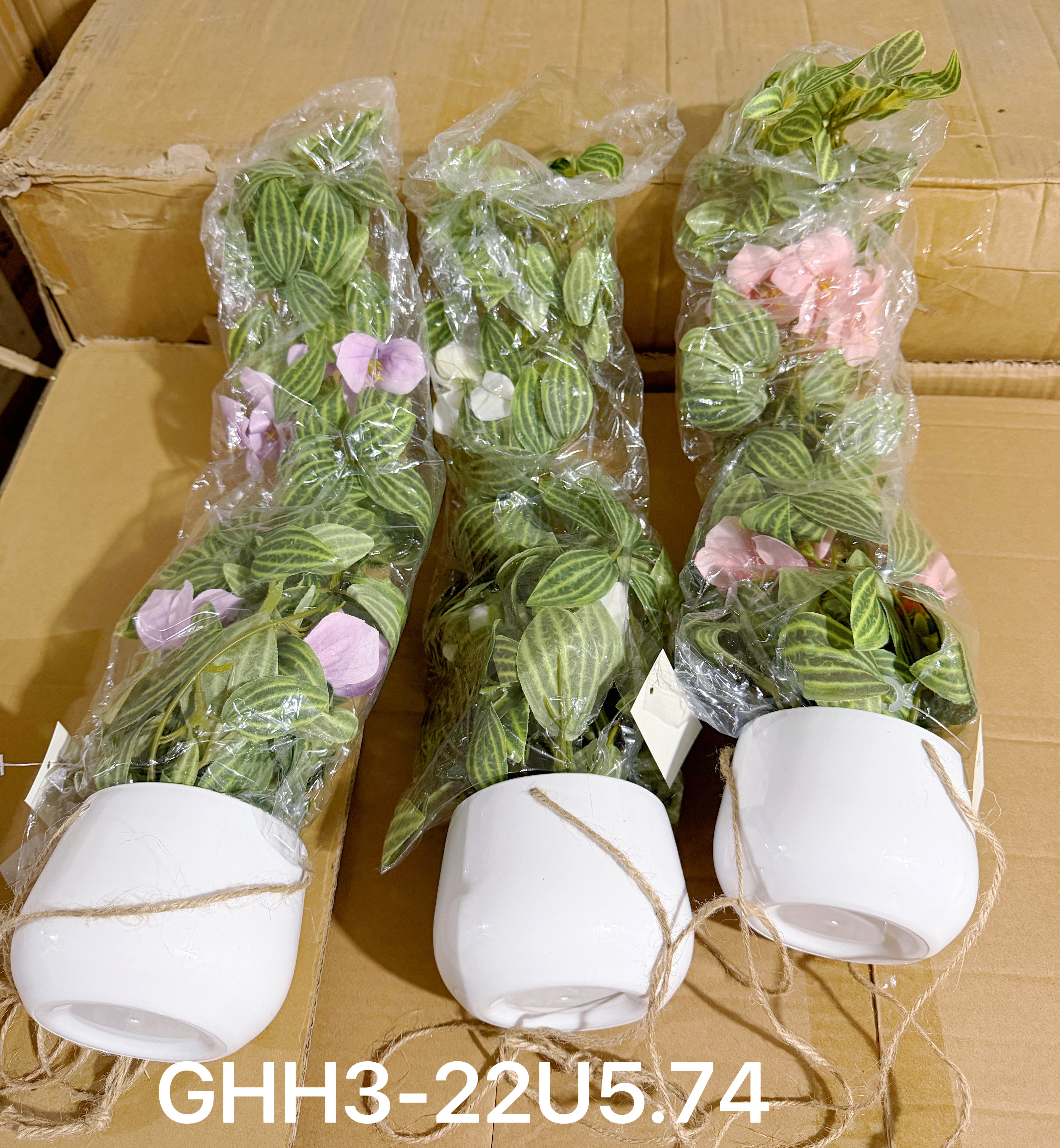 🌹叶子🍃盆栽