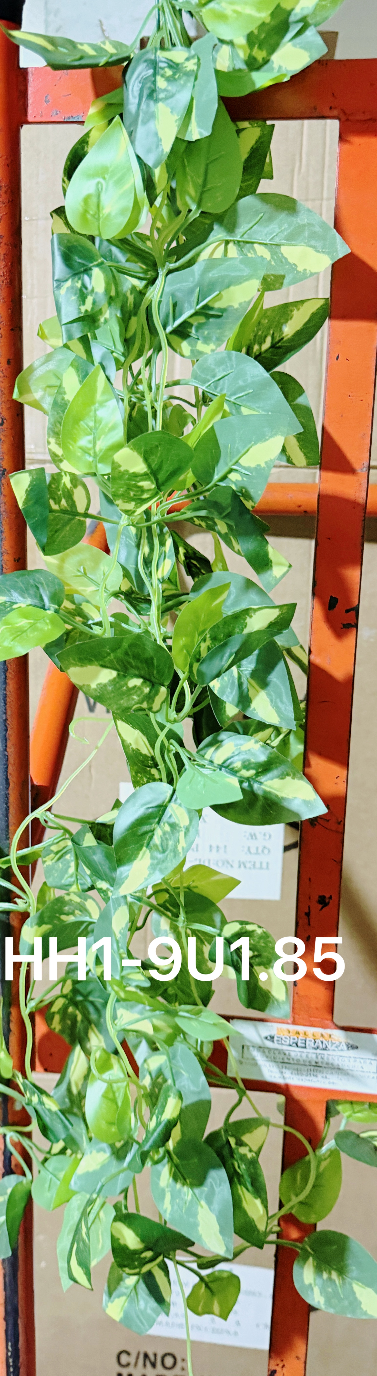 🌹叶子🍃盆栽