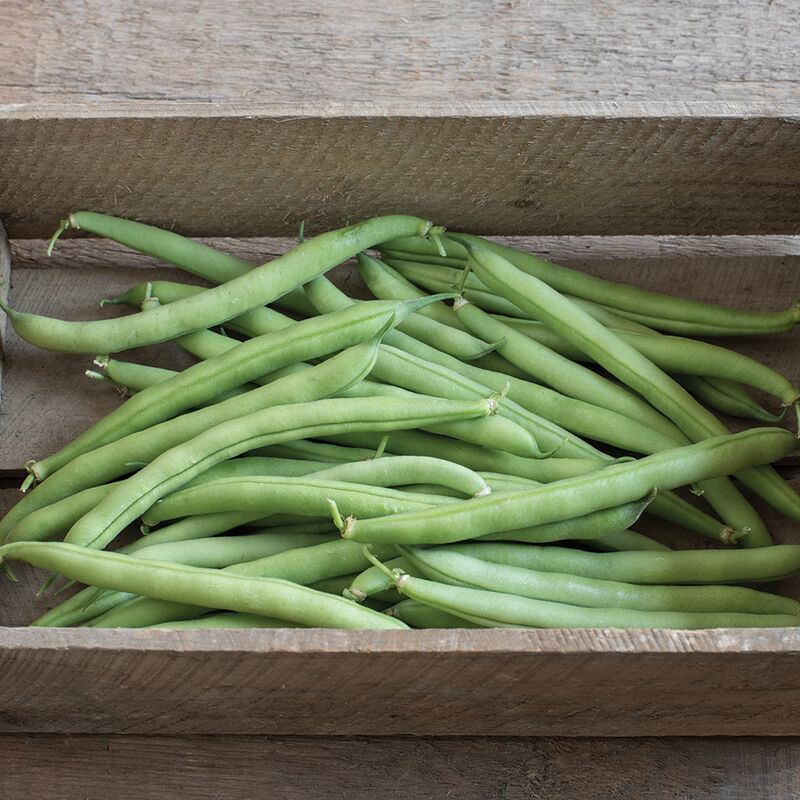 Provider Bean – Earliest to Market, Plant Earlier Than Any Other Bean