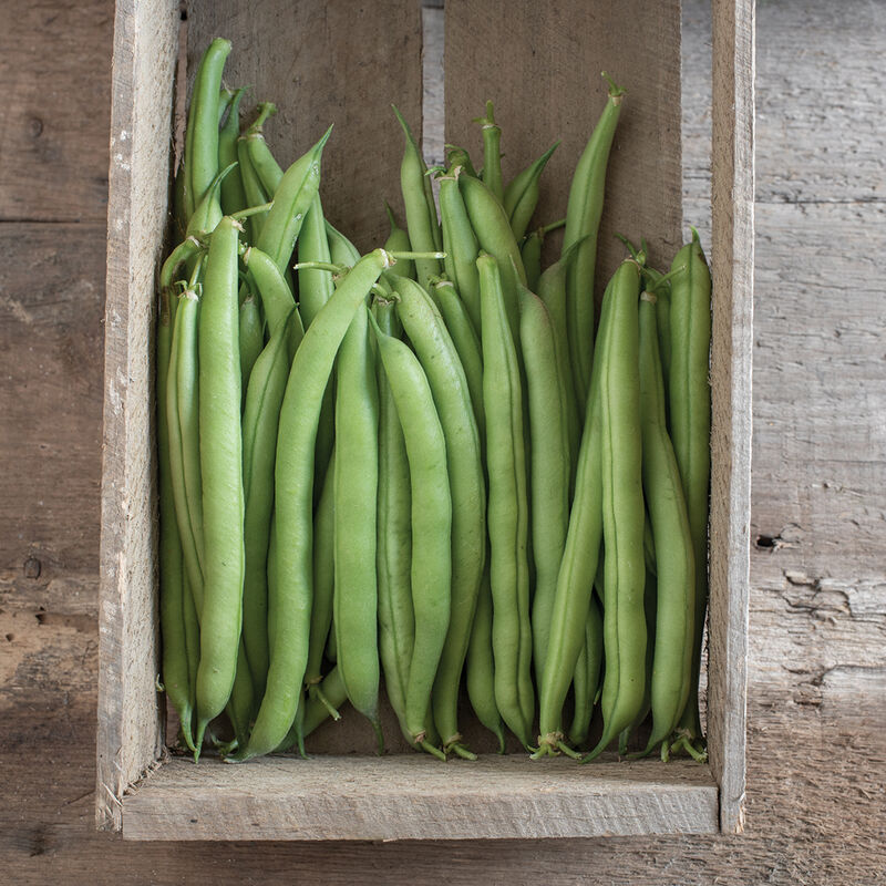 Provider Bean – Earliest to Market, Plant Earlier Than Any Other Bean