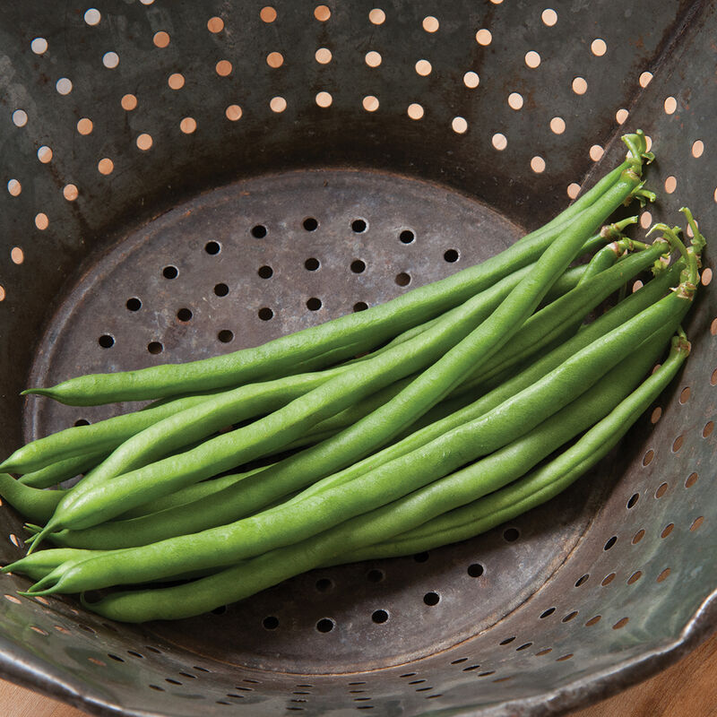 Jade Organic Bean – Long Attractive Pods, Best-Tasting Bush Bean
