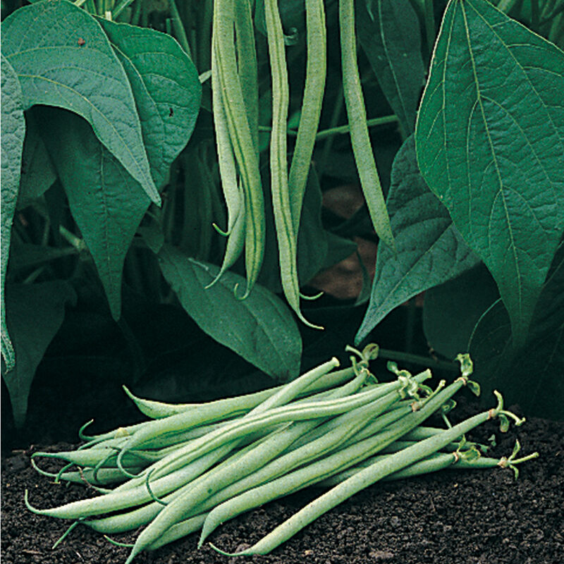 Tavera Organic Bean – Sets the Standard for Filet Bean Quality