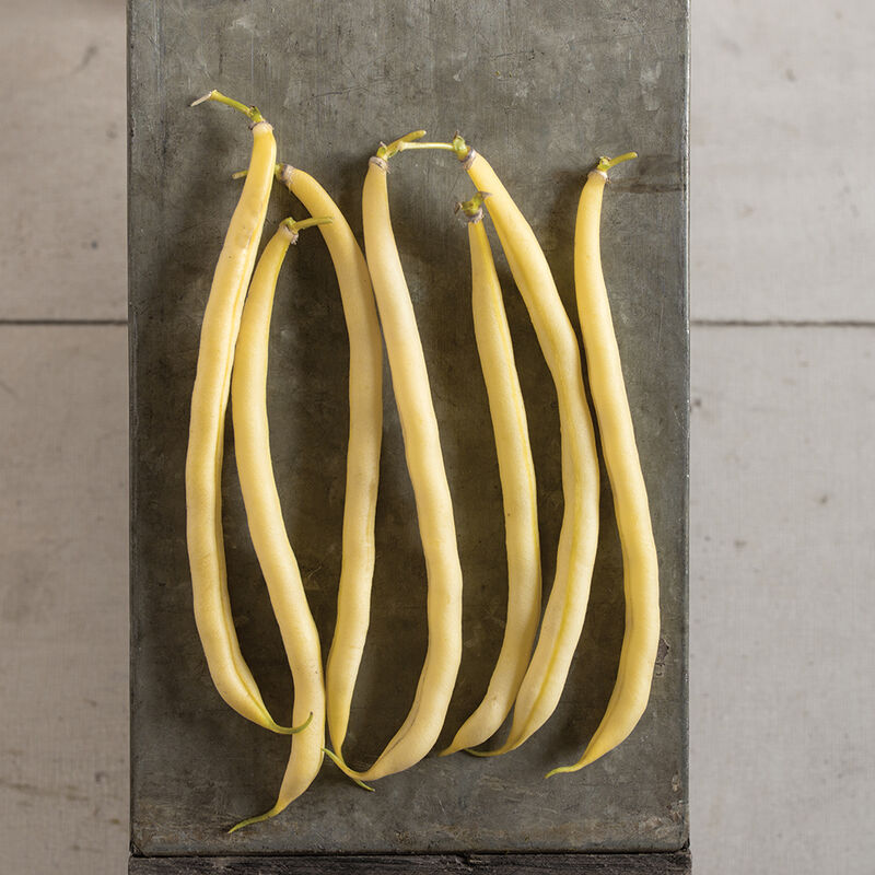 Rocdor Organic Bean – Organic Yellow Bush Bean