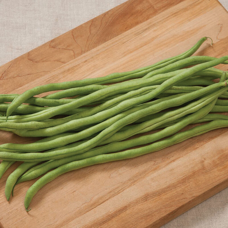 Fortex Bean – Dependable Favorite with Extra-Long Pods