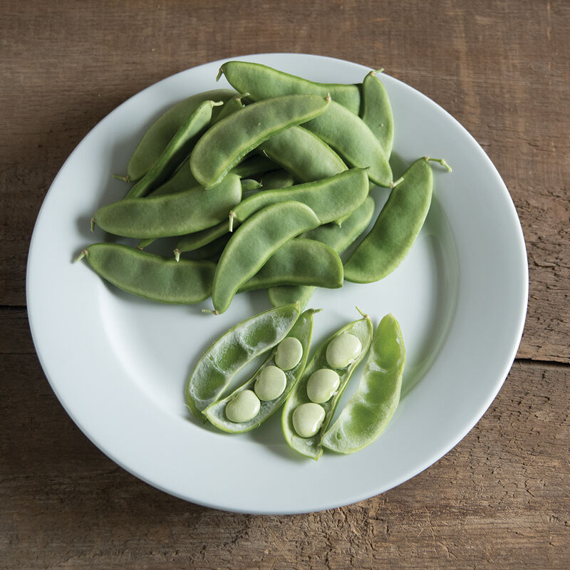 Fordhook 242 Bean – AAS Winner, Standard for Lima Beans