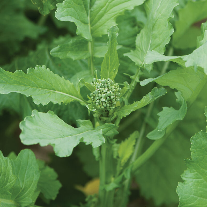 Spring Raab Broccoli – Best for Main-Season Crops, Most Versatile Broccoli Raab