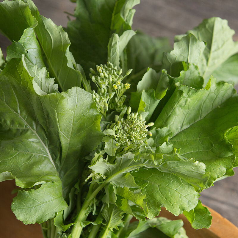 Spring Raab Broccoli – Best for Main-Season Crops, Most Versatile Broccoli Raab