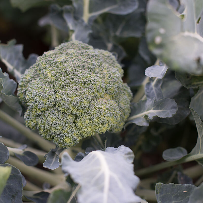 Marathon (F1) Broccoli – Excellent for Overwintering, Highly Cold Tolerant