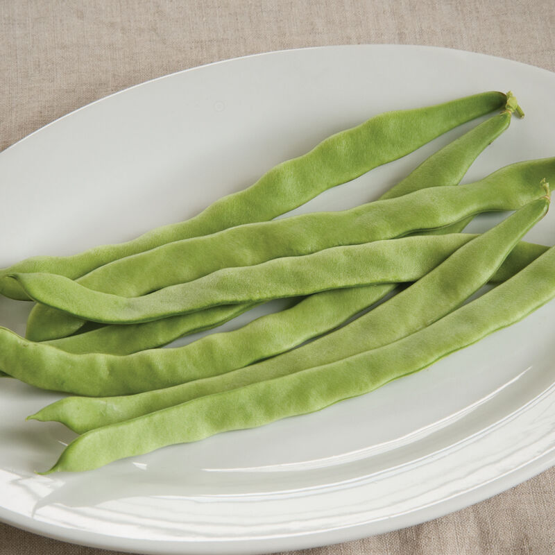 Northeaster Organic Bean – Early Maturing Roma-Type Pole Bean