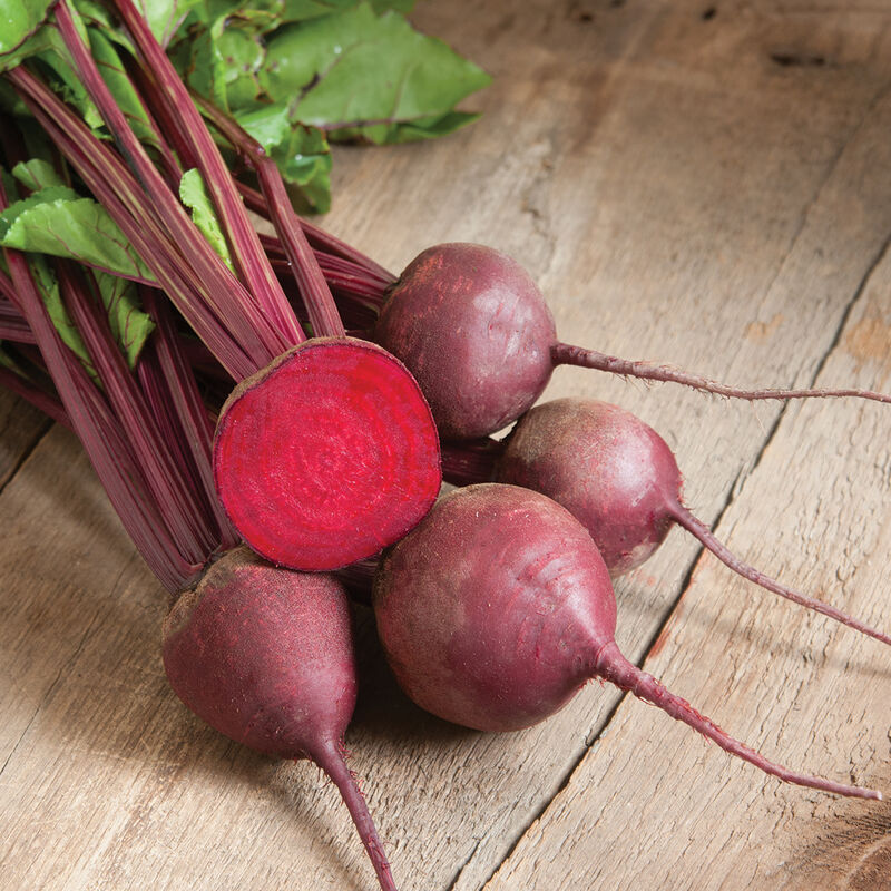 Red Ace (F1) Beet – The Workhorse Standard Red Beet