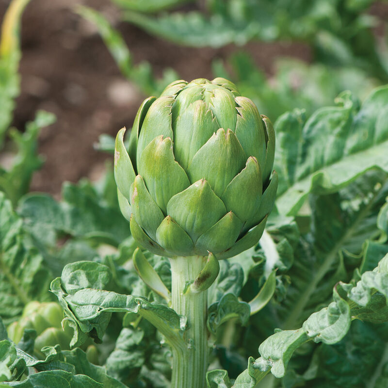 Imperial Star Artichoke – Early Green Annual for Summer Harvest