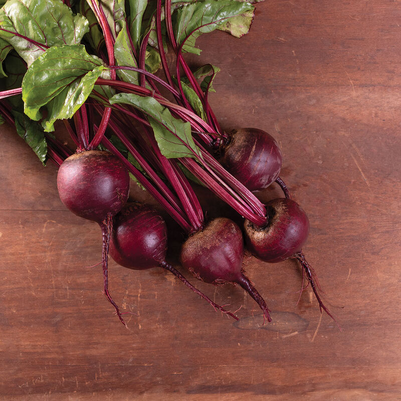 Moneta (Monogerm) (F1) Beet – Precision Sowing, No Thinning Required