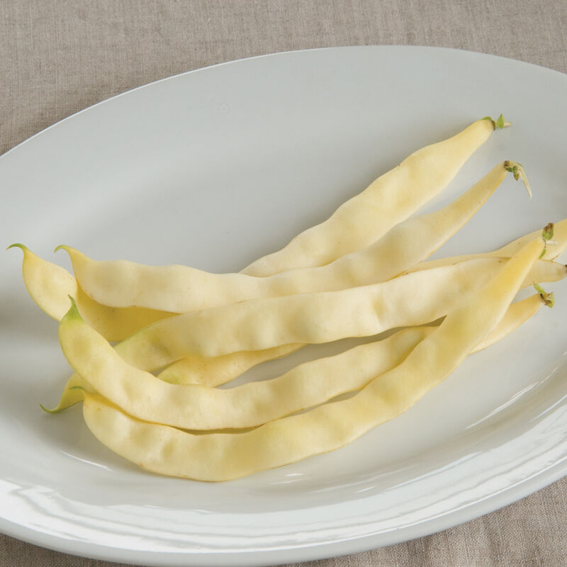 Marvel of Venice Bean – Heirloom Italian Wax Pole Bean