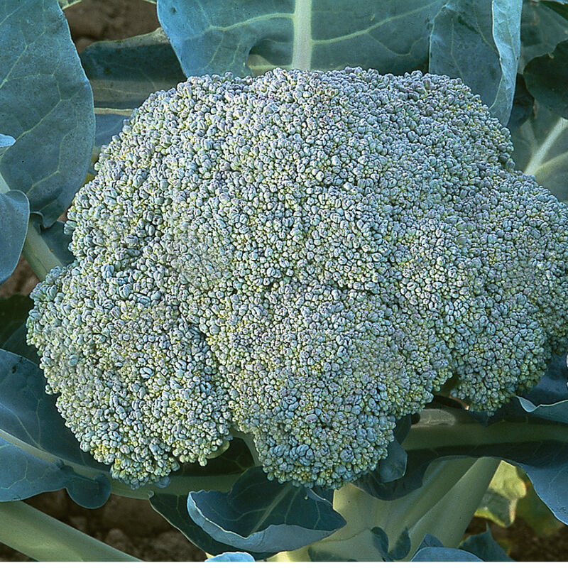 Gypsy (F1) Broccoli – Strong Root System, Heat Tolerance & Good Side-Shoot Production