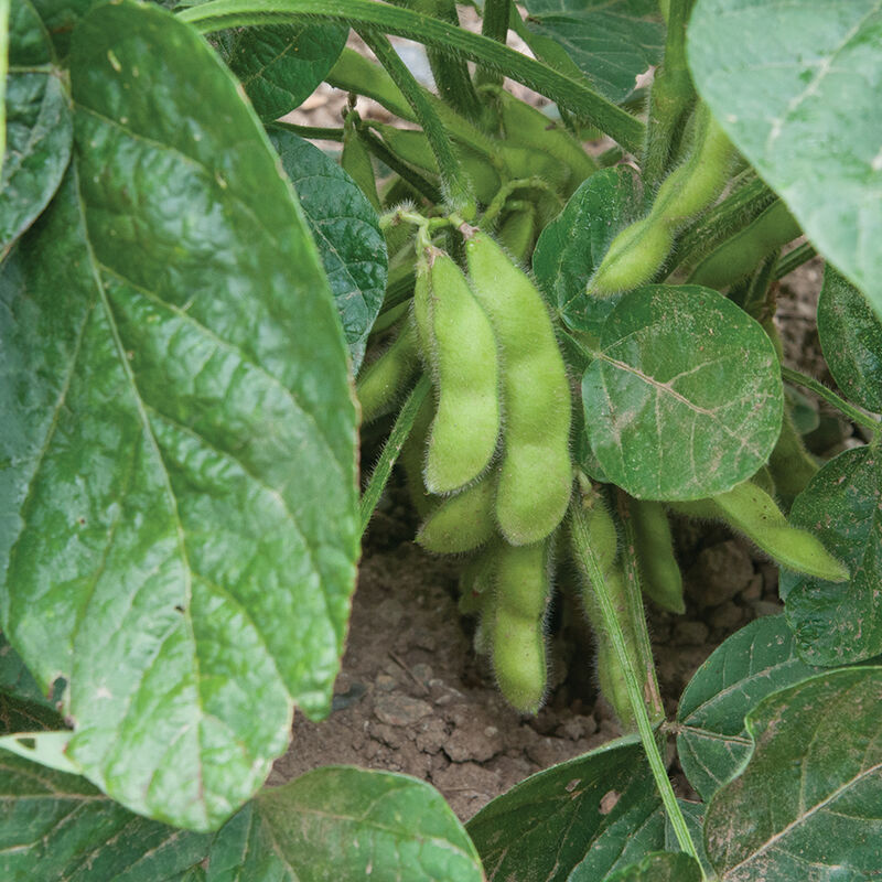 Tohya Soybean – Early with Delicious Buttery Flavor