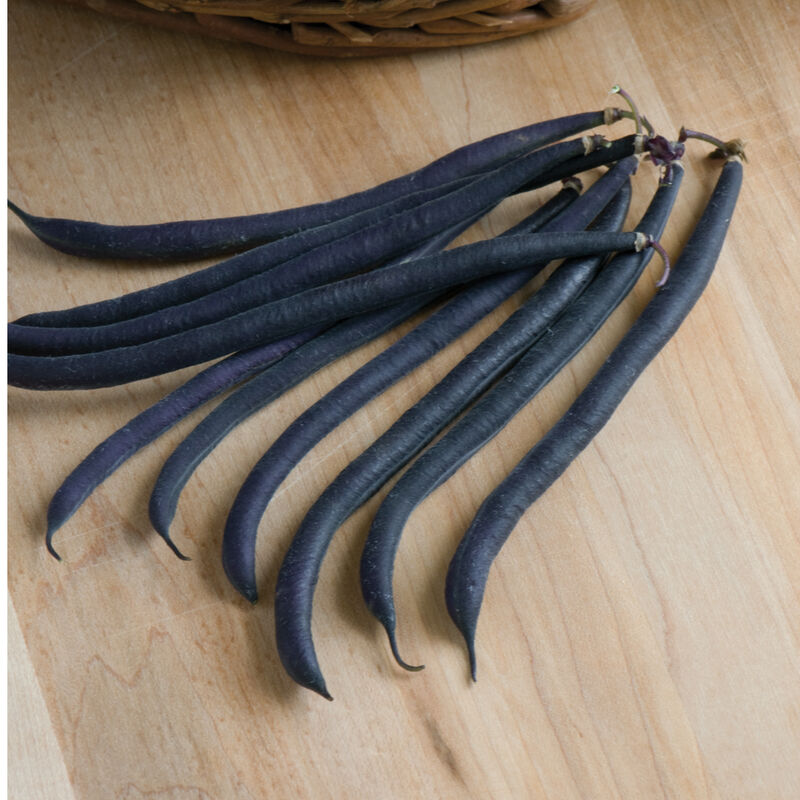Velour Bean – First Purple Filet Bean