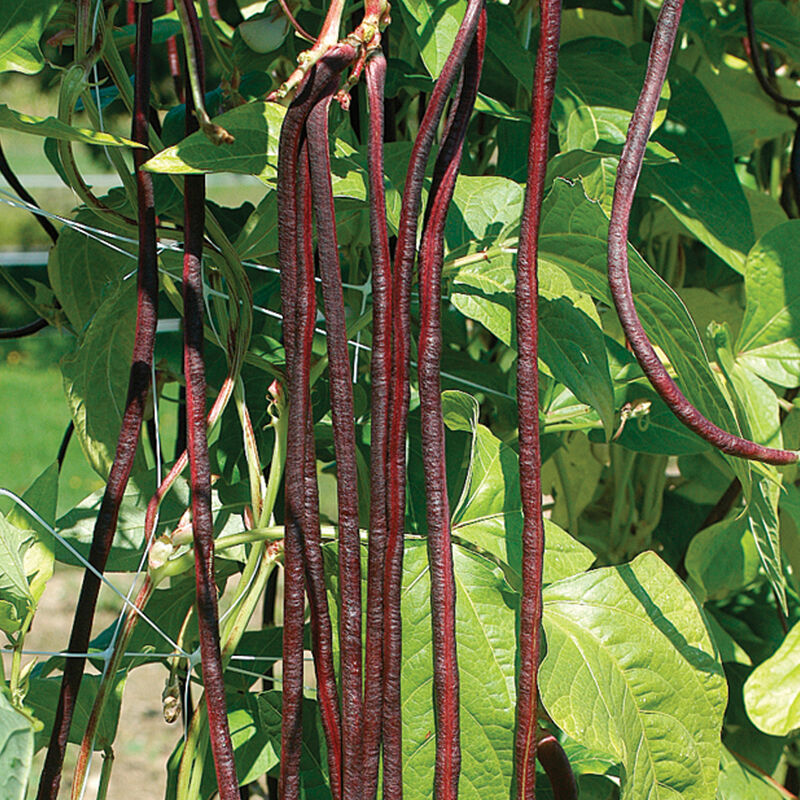 Red Noodle Bean – High-Yielding Burgundy Pole Bean