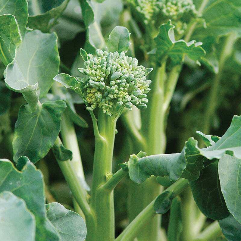 Happy Rich (F1) Broccoli – The Solution for Successful Summer Broccoli Production