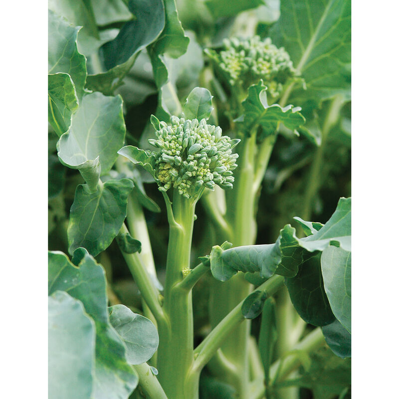 Happy Rich (F1) Broccoli – The Solution for Successful Summer Broccoli Production