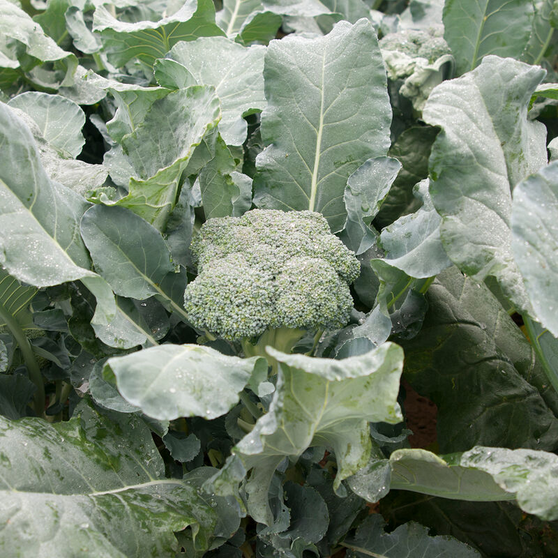 Amadeus (F1) Broccoli – Exclusive! Early for Spring Sowings, Fancy Heads & Side Shoots