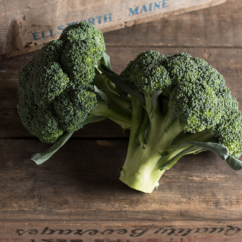 Amadeus (F1) Broccoli – Exclusive! Early for Spring Sowings, Fancy Heads & Side Shoots