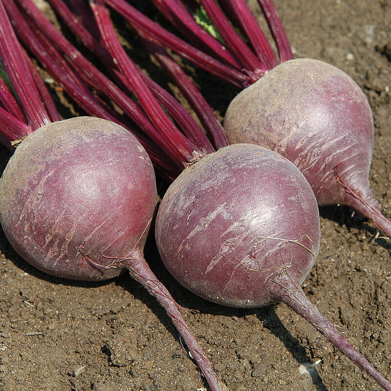Merlin Organic (F1) Beet – Exceptionally Smooth, Uniform & Sweet