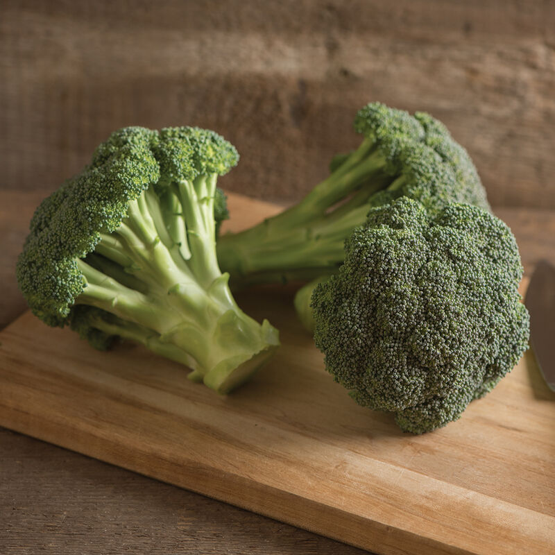 Green Magic (F1) Broccoli – Excellent Heat Tolerance, Smooth Well-Domed Heads