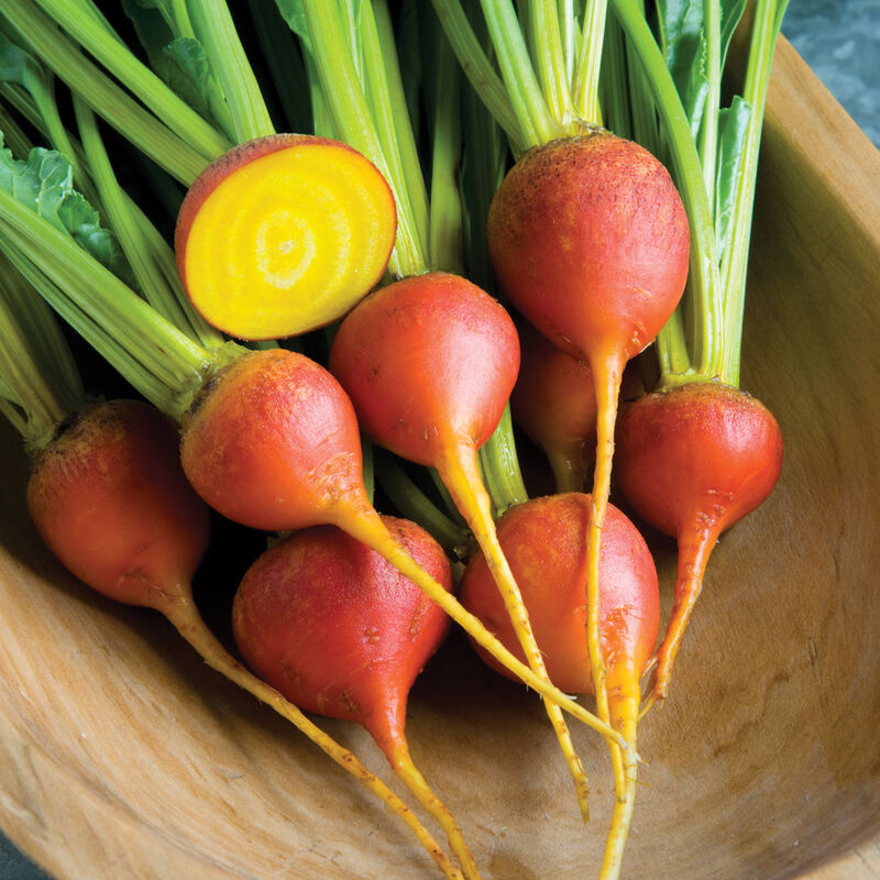 Touchstone Gold Organic Beet – Striking Golden-Fleshed Beet