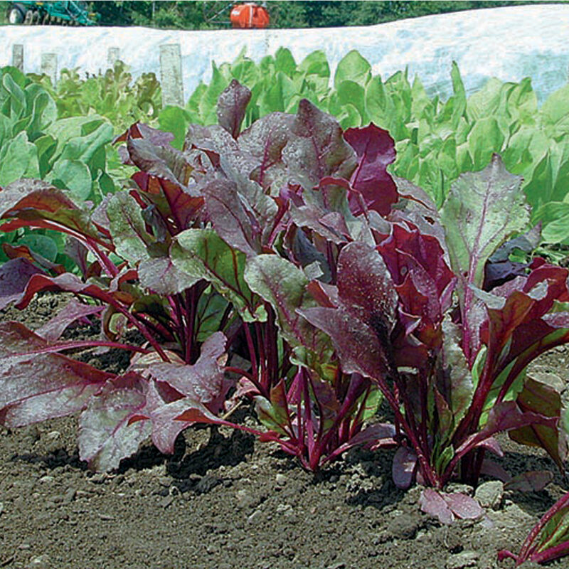 Bull's Blood Organic Beet – Deep Burgundy Leaves for Salad & Microgreens