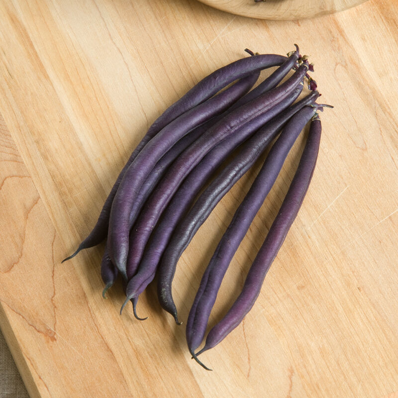 Amethyst Bean – Fanciest Purple Bush Bean