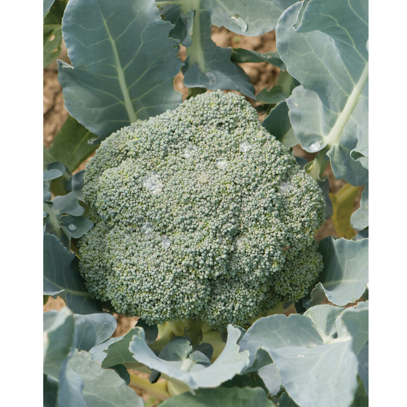 Imperial (F1) Broccoli – Excellent Heat Tolerance for Summer & Early Fall