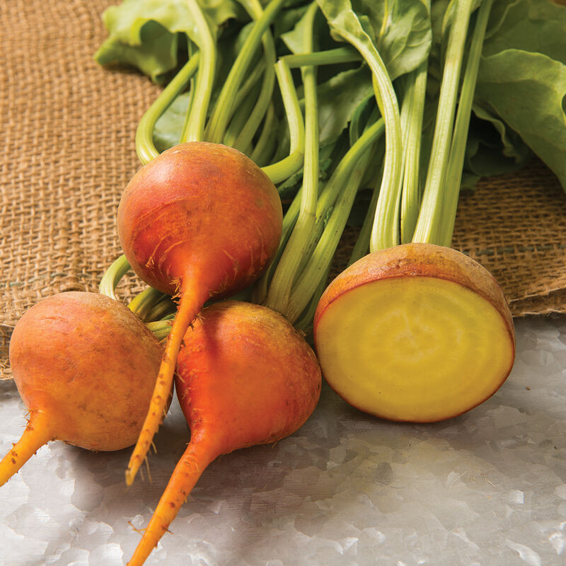 Boldor Beet – Improved Golden Beet with Better Germination