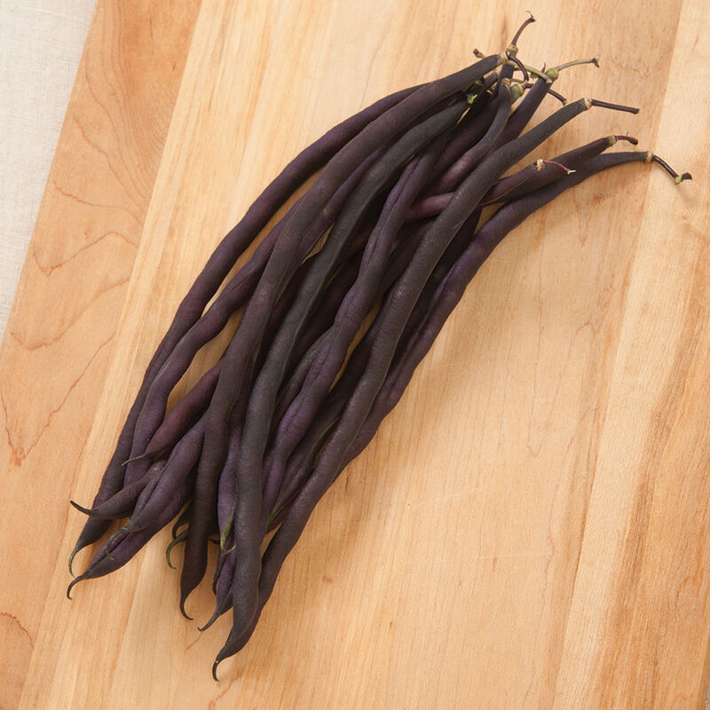 Carminat Bean – Beautiful Slender Purple Pole Bean