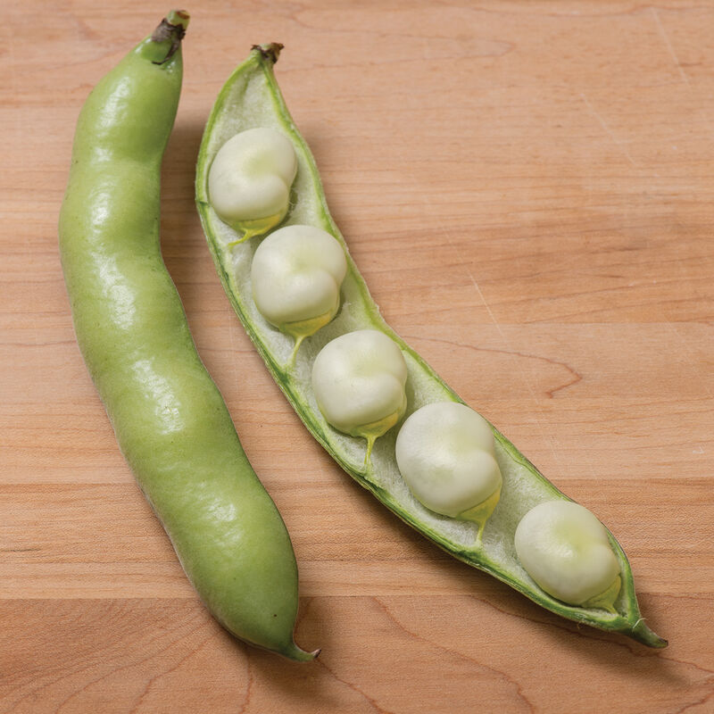 Vroma Bean – The Superior Fava Bean