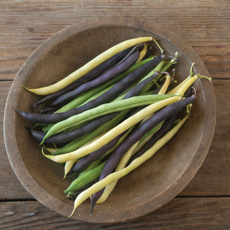 Trilogy Mix Organic Bean – Exclusive Tri-Color Bush Bean Mix
