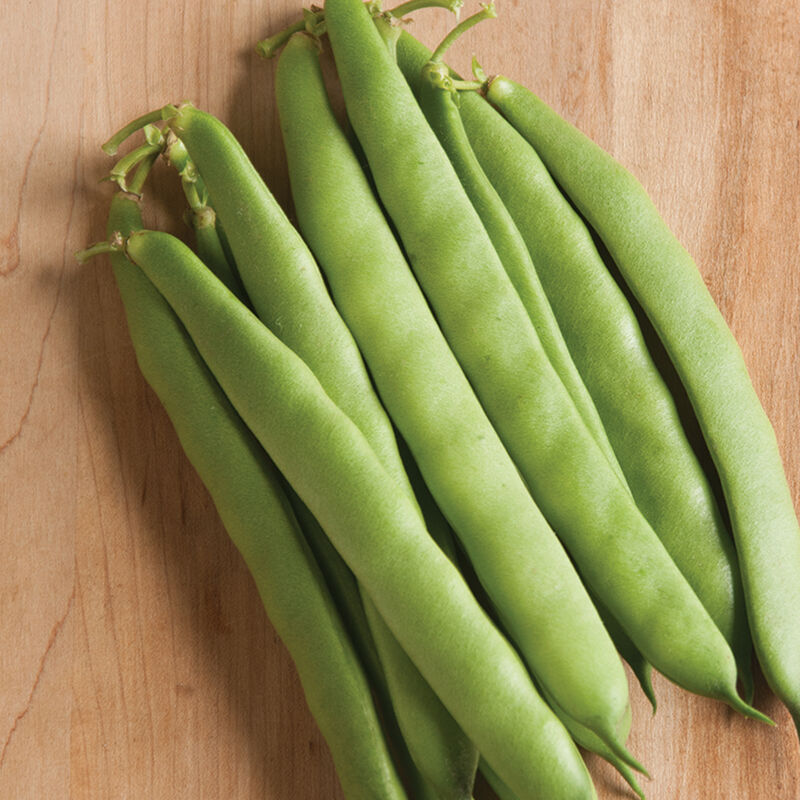 Dulcina Bean – Tender Full-Flavored Italian Bush Bean