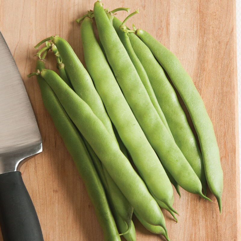 Dulcina Bean – Tender Full-Flavored Italian Bush Bean