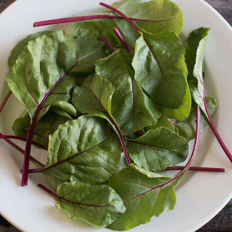 Fresh Pak (F1) Beet – Beautiful Leaves for Bunching & Baby Leaf