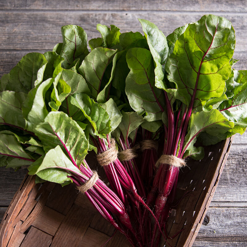 Fresh Pak (F1) Beet – Beautiful Leaves for Bunching & Baby Leaf