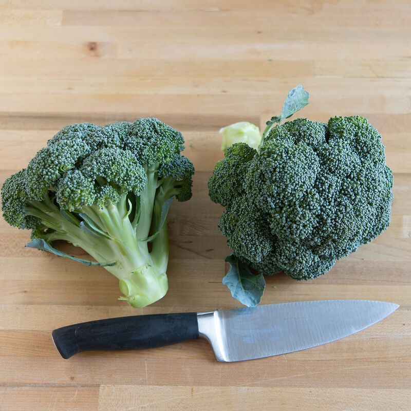 Eastern Magic (F1) Broccoli – Excellent in the Northeast, Quality Under Less Than Ideal Conditions