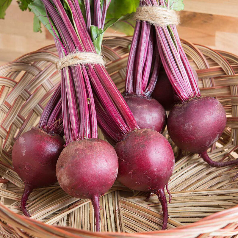 Boro Organic (F1) Beet – Fast-Maturing, Widely Adapted & Reliable
