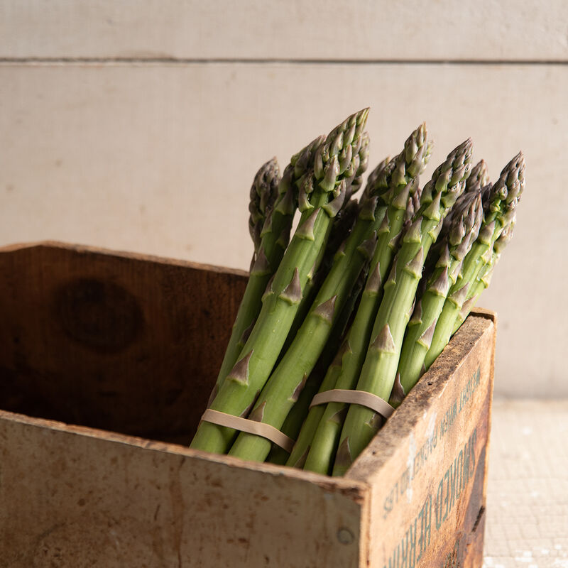 Millennium (F1) Asparagus – Superior All-Around Performer