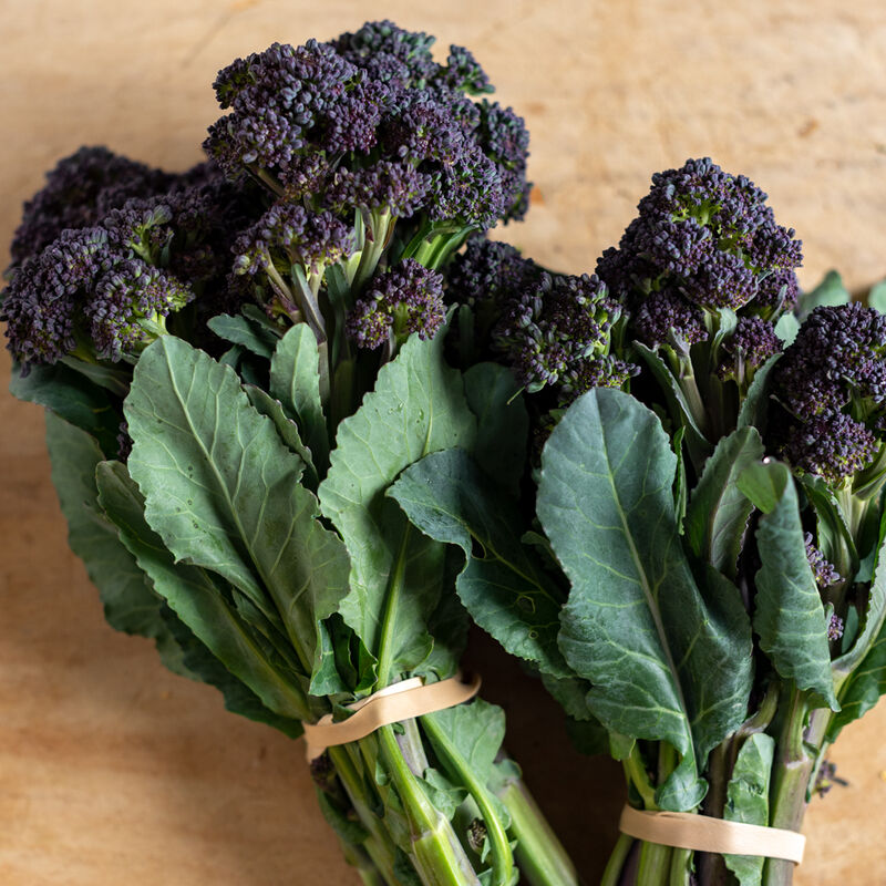 Burgundy (F1) Broccoli – Abundant Concentrated Side-Shoot Yields, Beautiful Purple Sprouting Broccoli