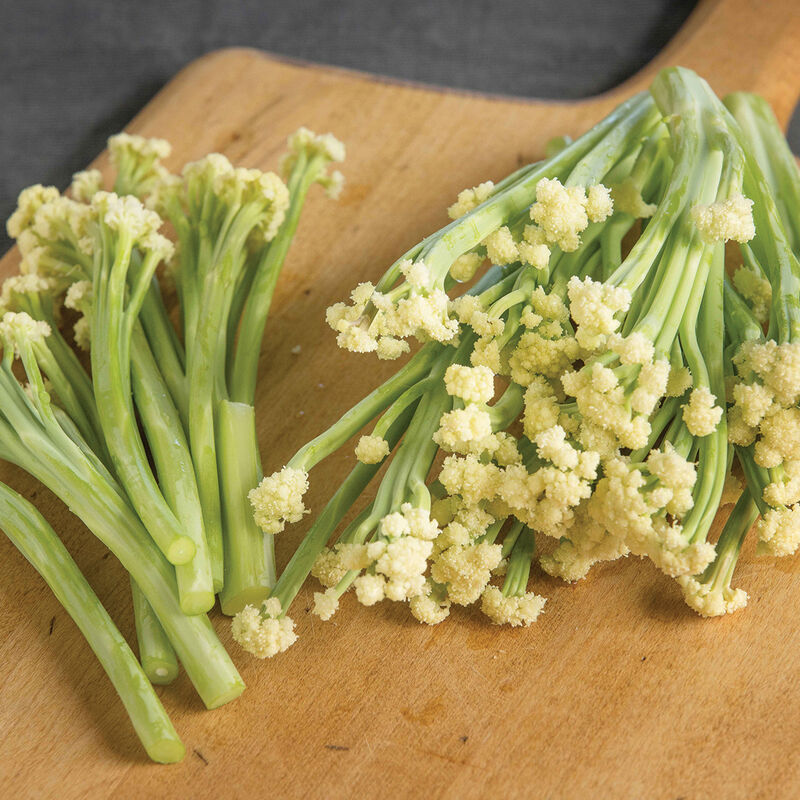 Fioretto 70 (F1) Sprouting Cauliflower – Attractive & Flavorful, Most Reliable Sprouting Cauliflower
