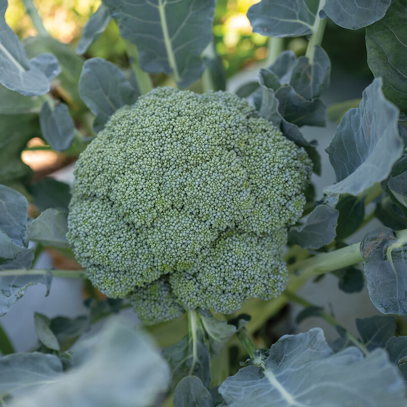 Emerald Crown (F1) Broccoli – Our Best Fall Variety for the East