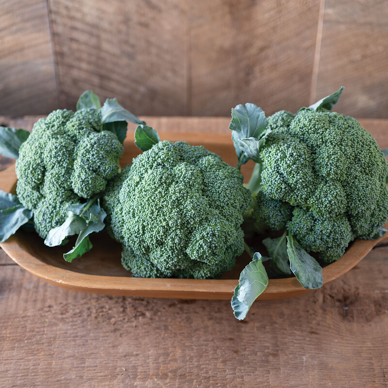 Emerald Crown (F1) Broccoli – Our Best Fall Variety for the East