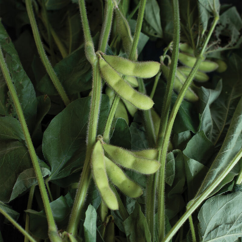 Karikachi Soybean – Heavy Yielder with Longer Harvest Window
