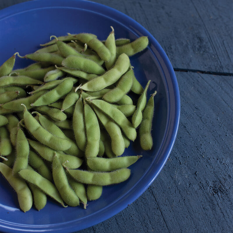 Karikachi Soybean – Heavy Yielder with Longer Harvest Window