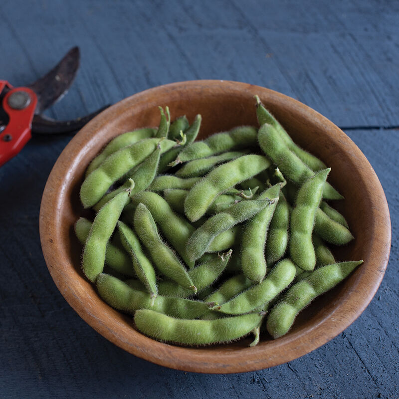 Chiba Green Organic Soybean – Upright Compact Edamame